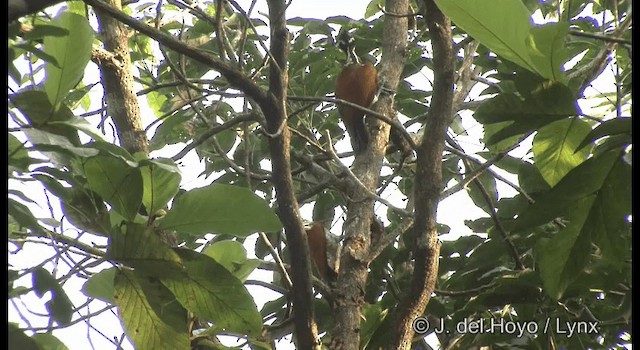 Malabar Flameback - ML201356741