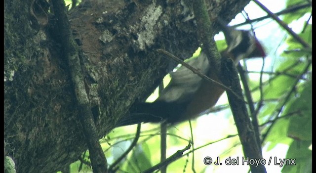 Malabar Flameback - ML201356751