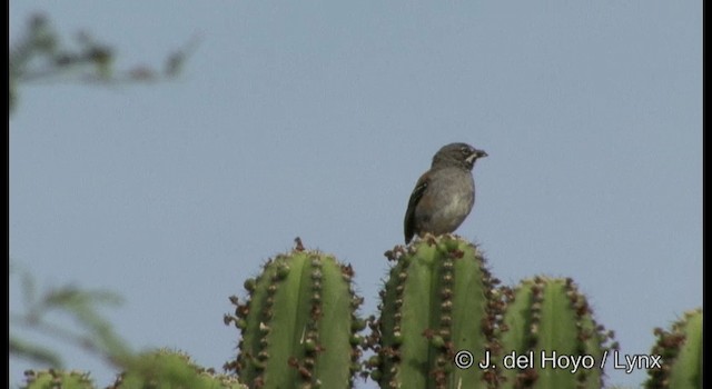 Bridled Sparrow - ML201356851