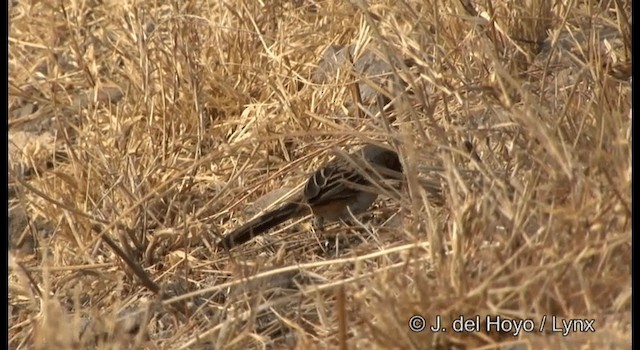 Bridled Sparrow - ML201356871