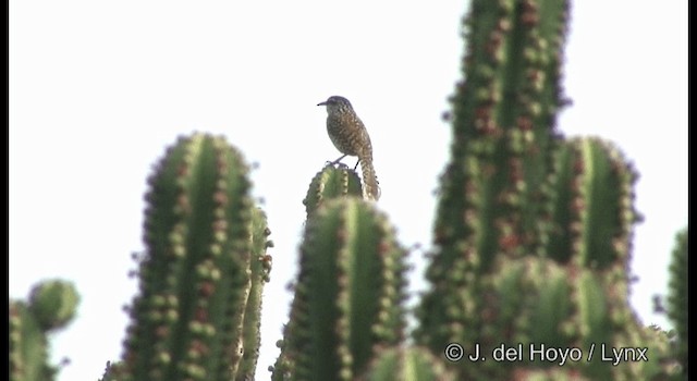 Cucarachero del Balsas - ML201356881