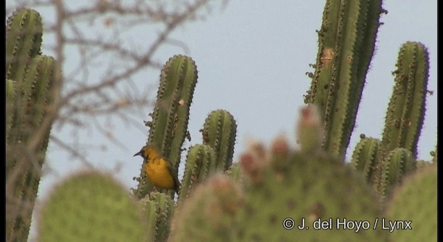 Black-vented Oriole - ML201356981