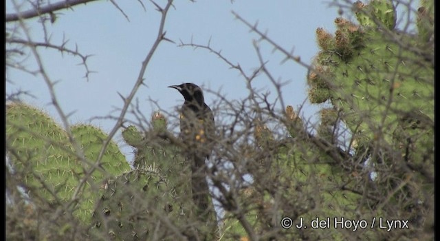 Black-vented Oriole - ML201356991