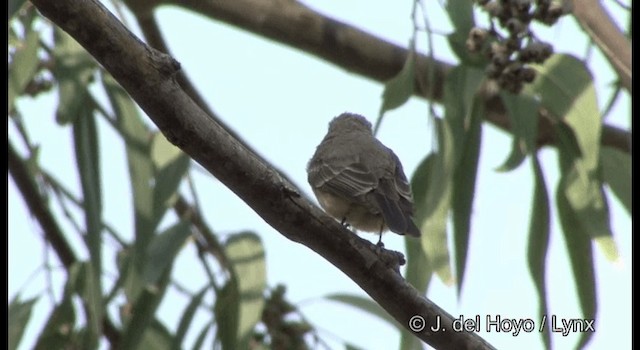 Vermilion Flycatcher (Northern) - ML201357061