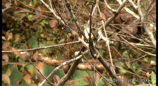 Nilgiri Flowerpecker - ML201357101