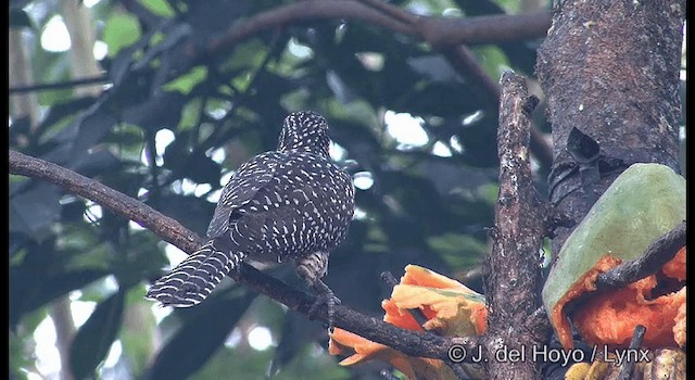 Asian Koel - ML201357221