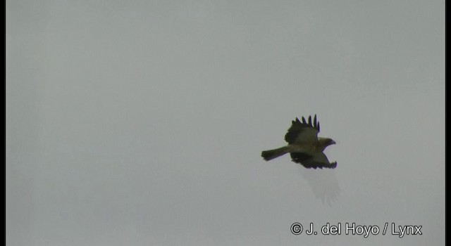 Booted Eagle - ML201357571