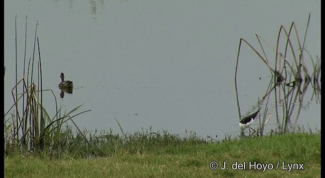 Échasse blanche - ML201357581