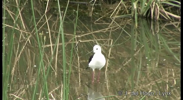 Échasse blanche - ML201357591