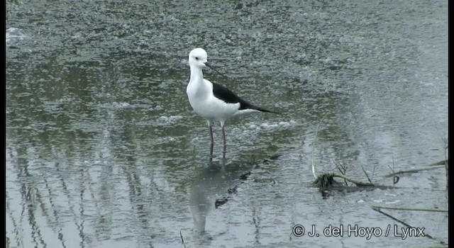 Échasse blanche - ML201357601