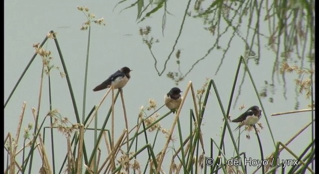 Barn Swallow - ML201357621