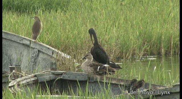 Glossy Ibis - ML201357661