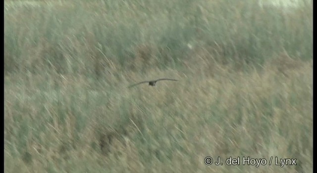 Glossy Ibis - ML201357671