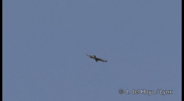 Buse du Japon - ML201357711