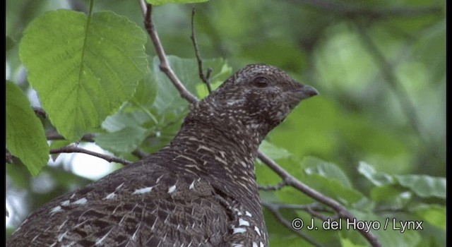 Siberian Grouse - ML201357721