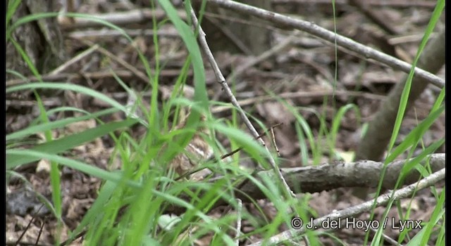 Siberian Grouse - ML201357731