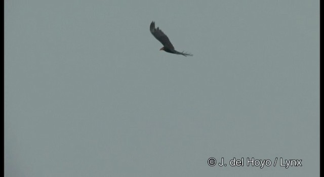 Lesser Yellow-headed Vulture - ML201357811