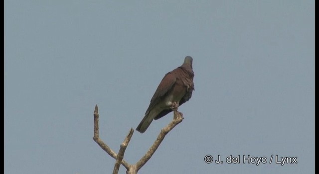 Pigeon rousset - ML201357831