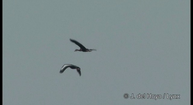 Black-bellied Whistling-Duck (fulgens) - ML201357841