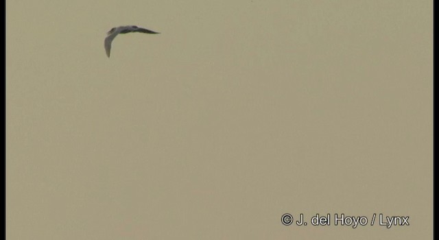 Caspian Tern - ML201357871