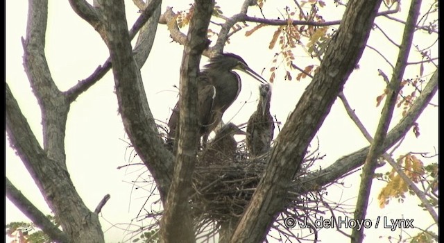 Bare-throated Tiger-Heron - ML201357931