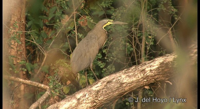 Bare-throated Tiger-Heron - ML201357941