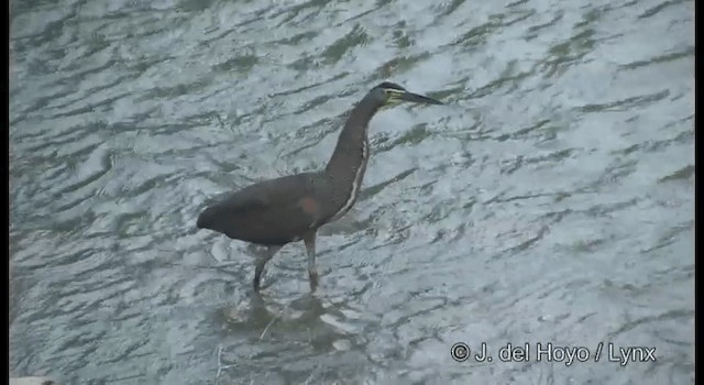 Bare-throated Tiger-Heron - ML201357951