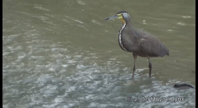 Bare-throated Tiger-Heron - ML201357961