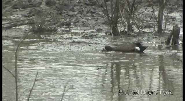 Blue-winged Teal - ML201357981