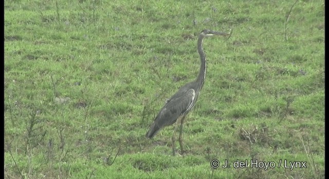 Great Blue Heron (Great Blue) - ML201357991