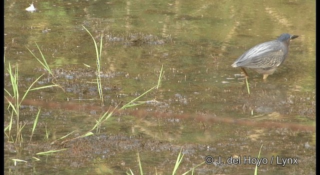 Yeşil Balıkçıl (virescens/bahamensis) - ML201358001