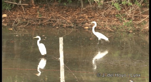 Чепура велика (підвид egretta) - ML201358011