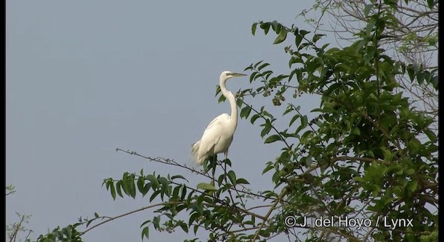 Büyük Ak Balıkçıl (egretta) - ML201358021