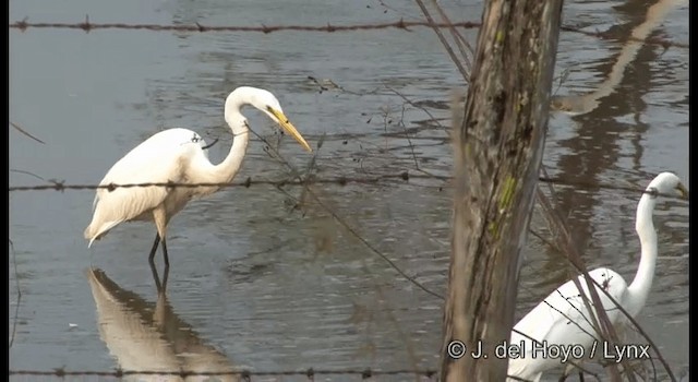 ダイサギ（egretta） - ML201358041