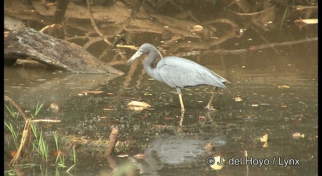 Garceta Azul - ML201358051