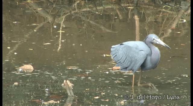 Aigrette bleue - ML201358061