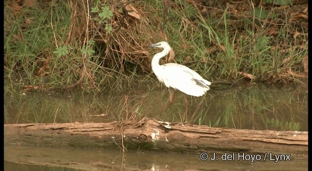 Little Blue Heron - ML201358071