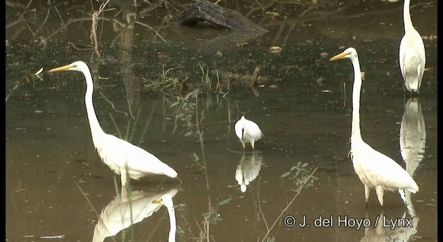 Snowy Egret - ML201358091