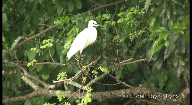 Snowy Egret - ML201358101