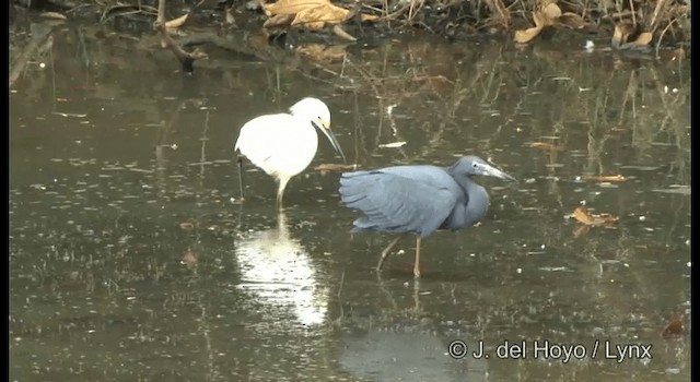 Aigrette neigeuse - ML201358111