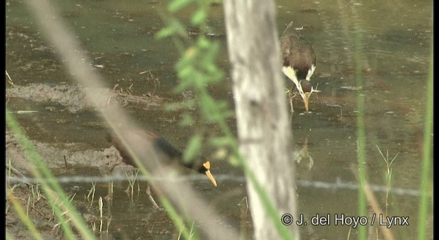 Jacana du Mexique - ML201358121