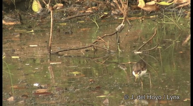 Jacana du Mexique - ML201358131