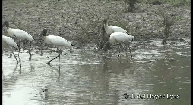 Wood Stork - ML201358141