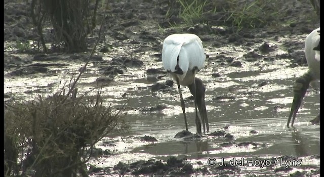 Wood Stork - ML201358151