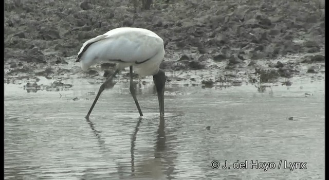 Wood Stork - ML201358161