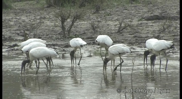 Wood Stork - ML201358171