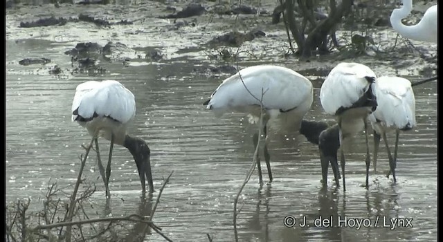 Wood Stork - ML201358181