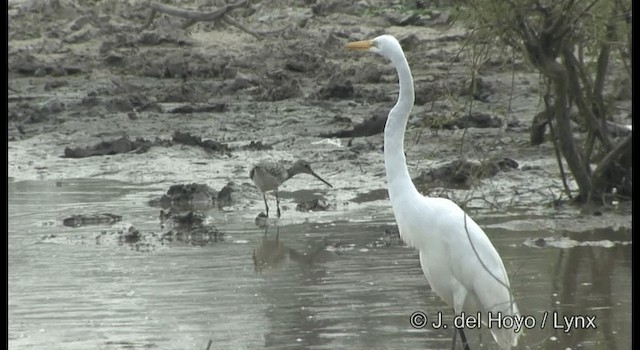 Einsiedelwasserläufer (solitaria) - ML201358201