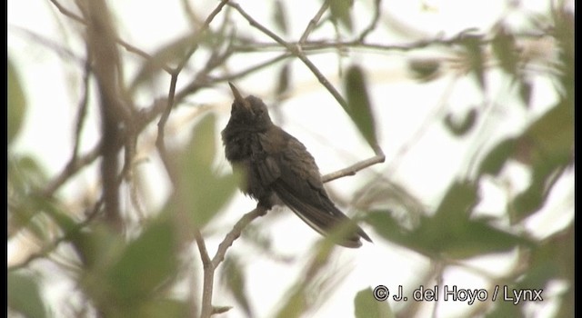 kolibřík aztécký - ML201358291