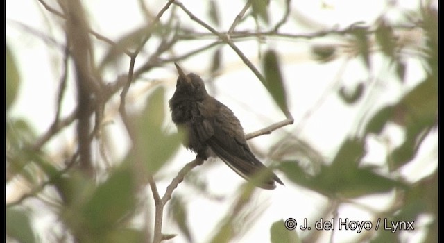 Turquoise-crowned Hummingbird - ML201358291